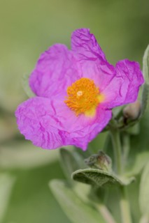 White-leaved rock rose (Cistus albidus), flower, Provence, southern France