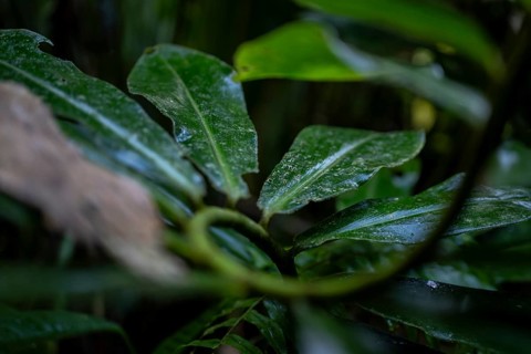 Plant, Details in the jungle, Dense vegetation, Tortuguero National Park, Costa Rica, Central