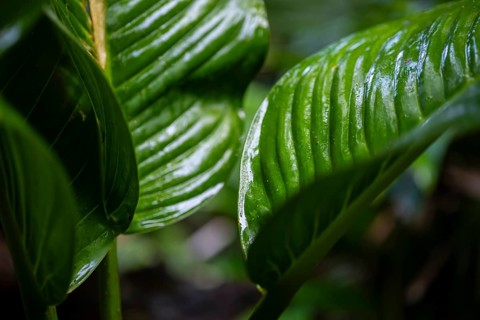 Plant, Details in the jungle, Dense vegetation, Tortuguero National Park, Costa Rica, Central