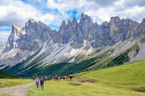 Hikers and horses on a on a alp meadow at the Odle Group mountains in the Dolomites, Ortisei, Val