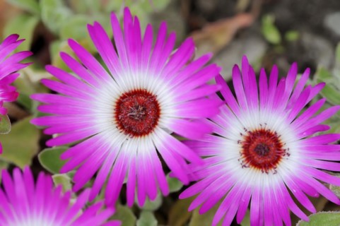 Midday flower (Dorotheanthus bellidiformis), flowers, native to Africa, ornamental plant, North