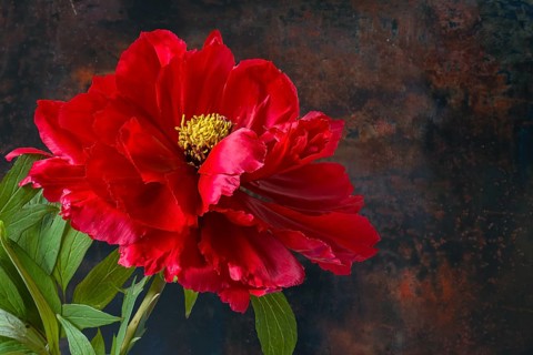 Peony blossom (Peonia) on a dark background, Bavaria, Germany, Europe
