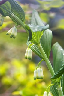 Flowers of a solomon's seal (Polygonatum multiflorum) with raindrops, Bavaria, Germany, Europe