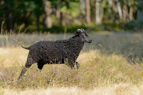 Heidschnucke (Ovis aries), black lamb of the bell heather, Südheide Nature Park, Lüneburg Heath,