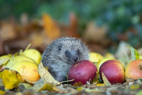 European hedgehog (Erinaceus europaeus) adult animal walking over fallen apples on a garden lawn in