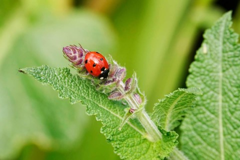 Ladybird, May, Germany, Europe