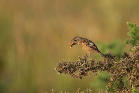 European stonechat (Saxicola rubicola) juvenile bird feeding on a moth, Suffolk, England, United