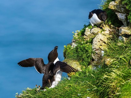 Razorbill, Alca Torda, birds on cliffs, Bempton Cliffs, North Yorkshire, England, United Kingdom,