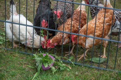 Domestic chickens (Gallus gallus domesticus) pecking dandelions through a grid, North