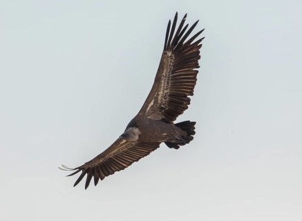 Griffon vulture (Gyps fulvus), Monfragüe National Park, Extremadura, Castilla La Mancha, Spain,