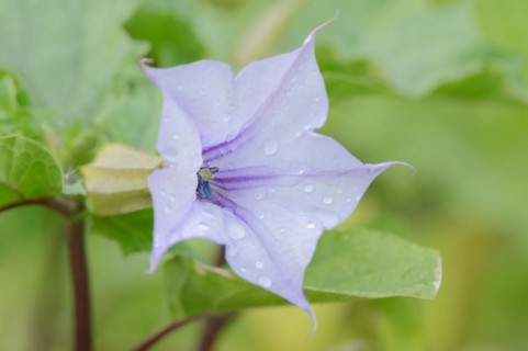 Devil's trumpet (Datura metel), flower, native to Asia