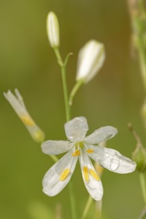 Clustered grass lily or knotless grass lily (Anthericum liliago), flower, North Rhine-Westphalia,