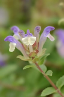 Alpine skullcap (Scutellaria alpina), flowers, Switzerland, Europe