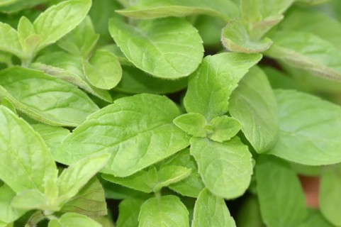 Sweet lemon mint or sweet lime mint Hillary's sweet lemon (Mentha spec.), leaves, herb plant, North