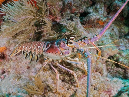 A colourful Caribbean spiny crayfish (Panulirus argus) between corals on the seabed. Dive site John