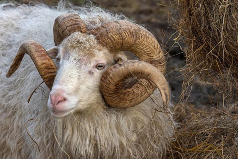Portrait of a male moorland snook with horn (Ovis aries), Rehna, Mecklenburg-Western Pomerania,