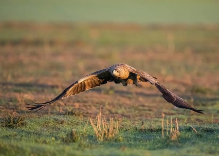 Juvenile Iberian Eagle in flight, Spanish Imperial Eagle (Aquila adalberti), Extremadura, Castilla