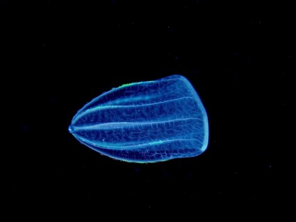 A luminous jellyfish, Mediterranean melon jellyfish (Beroe ovata), floats in the dark, deep ocean