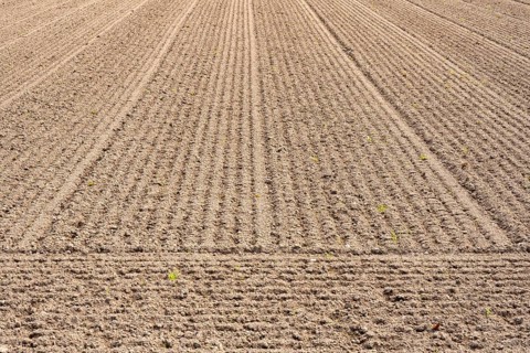 Cultivated soil, prepared, sown vegetable field, Hegau, Baden-Württemberg, Germany, Europe
