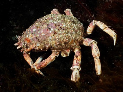 A spider crab (Maja squinado) crawls across the ocean floor, covered in algae. Dive site Maharees