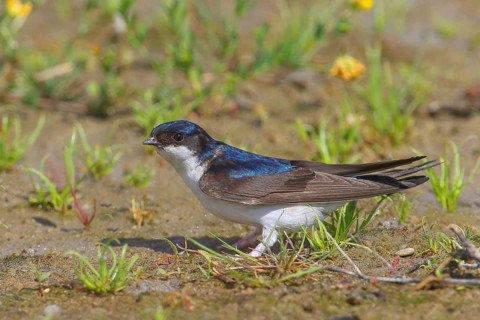 Common house martin (Delichon urbicum), stands on the ground to collect nesting material, wildlife,