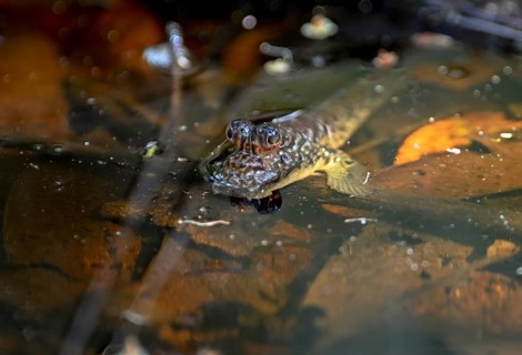 Atlantic mudskipper (Periophthalmus barbarus), Loango National Park, Parc National de Loango,