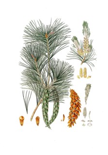 Strobe, Pinus strobus, also Weymouth pine, Weymouth pine, digitally improved reproduction of an