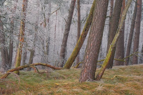 View of spruces frozen with hoarfrost in the forest, landscape photo, nature photo, flora, fauna,