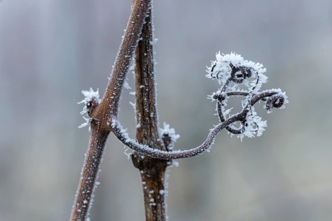 Frost-covered tendril of a vine expressing a wintry, abstract beauty, Reif, Rems Valley,