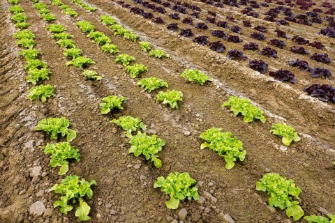 Welver, Soest district, Sauerland, North Rhine-Westphalia, Germany - Vegetable cultivation, lettuce