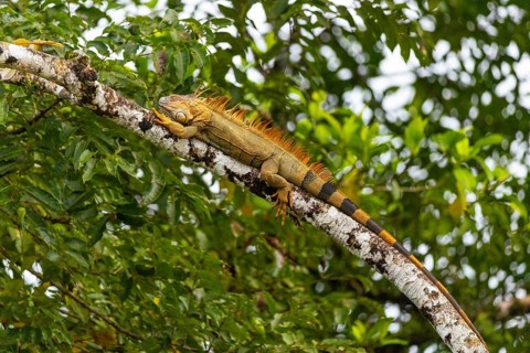 Green iguana (Ctenosaura similis), iguanas (Iguana iguana), Rio San Carlos, Alajuela, Costa Rica,