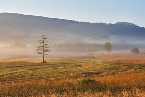 High moor in autumnal discolouration, Rothenthurm, Canton Schwyz, Switzerland, Europe