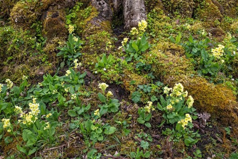 Spring cowslip (Primula veris), Großer Ahornboden, Karwendelgebirge, Tyrol, Austria, Europe