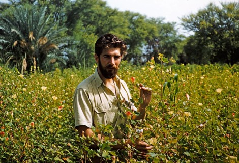 A Western European farmer inspects the cotton harvest in a field, Pakistan 1962
