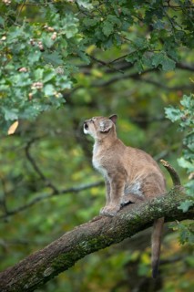 One young cougar, Puma concolor, sitting on a big branch high up in an oak tree