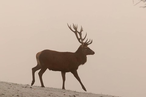 A red deer (Cervus elaphus) crosses a meadow covered with hoarfrost in dense fog