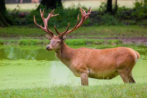 A red deer stag (Cervus elaphus) stands in a pond covered with duckweed