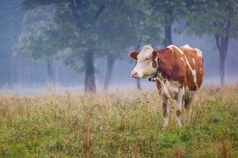 A Holstein Friesian cow stands grazing on a meadow with trees on a foggy day. Eng Valley, Austria,