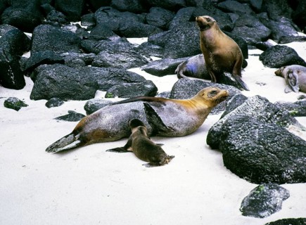 Sea lions, Zalophus wollebaeki, Espanola or Hood Island, Galapagos Islands, Ecuador, South America