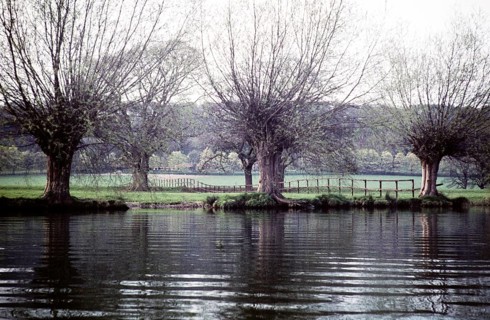 Fallen willow trees on the banks of the Thames, Pangourne, Berkshire, England, UK September 1959