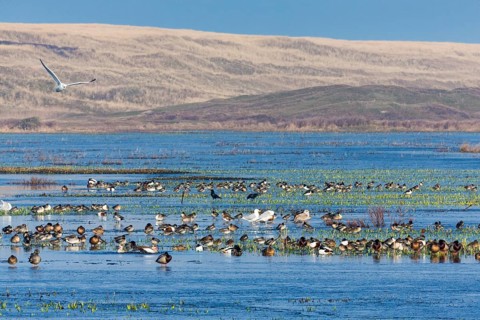 Wildfowl, waders and seagulls, a diversity of species resting on a partially frozen lake in winter,
