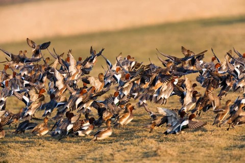 Eurasian Wigeon, (Mareca penelope) birds in flight taking of from a meadow, Texel, Holland