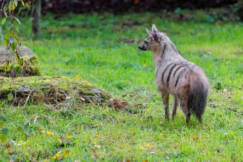 An aardwolf (Proteles cristatus) stands in a green meadow