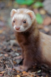 Portrait of a young ferret (Mustela putorius furo)