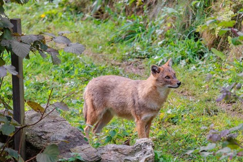 A golden jackal (Canis aureus) stands on a green meadow between bushes and rocks