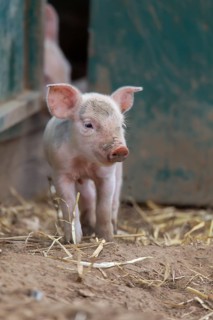 Domestic pig (Sus scrofa domesticus) juvenile baby piglet farm animal in a field outside of a