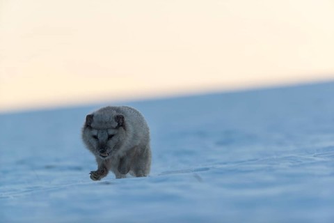 One arctic fox (Vulpes lagopus), (white fox, polar fox, or snow fox) running over a snow covered