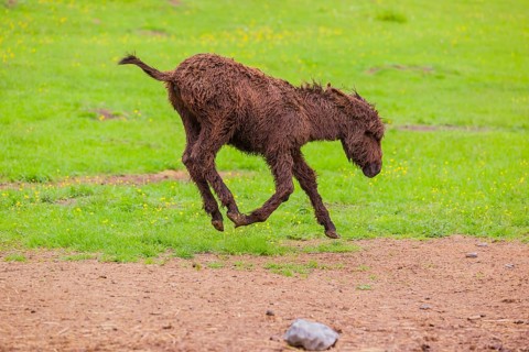 A mixed breed donkey foal runs across a green meadow