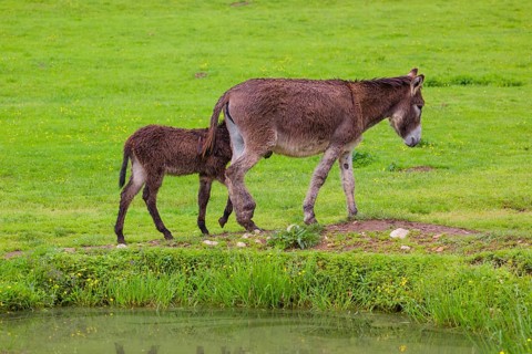 A mixed breed donkey foal and mare walk across a green meadow along a small pond