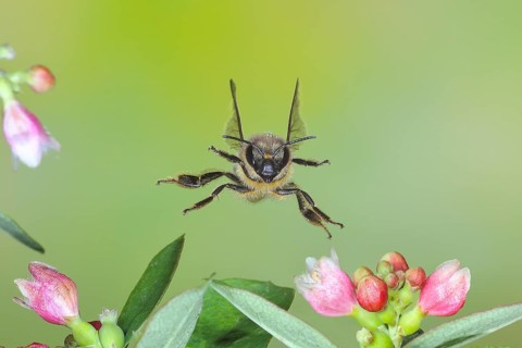 European honey bee (Apis mellifera) bee in flight, between the flowers of the common snowberry